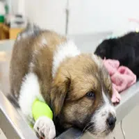 Parasitos en perros tratamiento