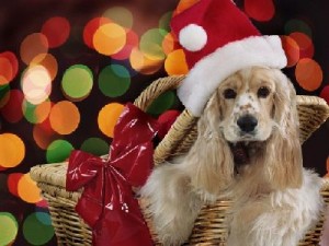 Son las mascotas un buen regalo de navidad ?