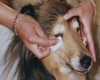 Cómo limpiar los ojos de los perros