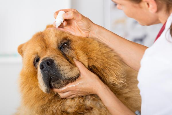 Cómo se deben cuidar los ojos de los perros