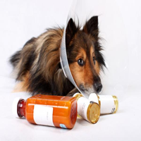 Cómo dar un medicamento a un perro