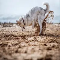 Comportamiento de perros