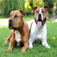 7 Secretos del Pitbull Terrier: Cuidados, Características y Comportamiento
