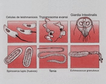 tipos de parasitos intestinales en perros tipos de parasitos intestinales en perros