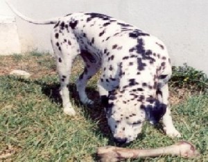 Los perros y sus problemas de conducta