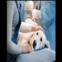 Beneficios de esterilizar un perro
