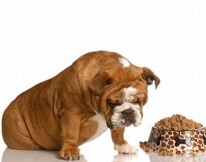 La anemia en perros y sus causas