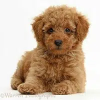Caniche Enano