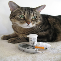 Dieta para un gato con diabetes
