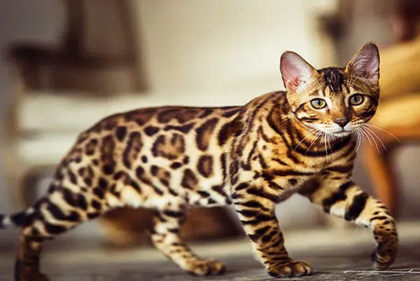 Gatos De Pelo Corto