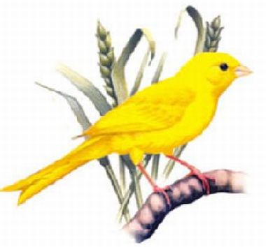 La salud de los canarios y sus cuidados