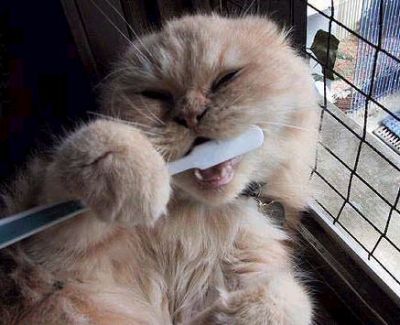 Enfermedades dentales en gatos y su prevención