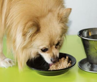 Qué no dar de comer a un perro por su bienestar