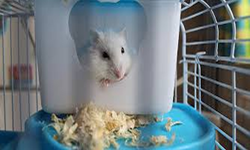 Cómo limpiar la jaula de un hamster recomendaciones