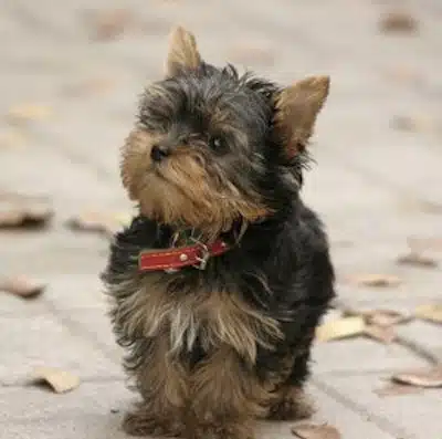 Razas de perros Enanos Razas De Perros Enanos