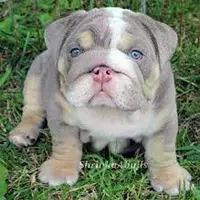Alimentación de cachorros Pitbulls
