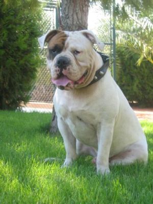 El Bulldog Americano y sus características y cuidados