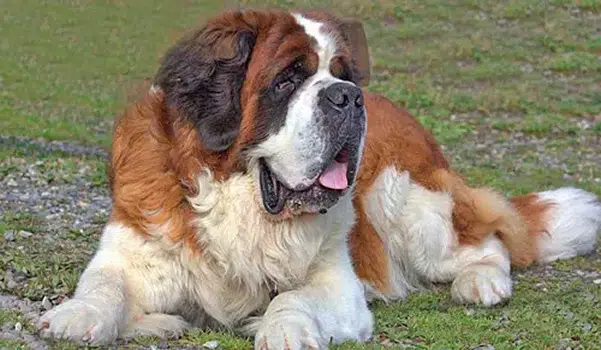 Características De Los Perros San Bernardo Y Sus Cuidados