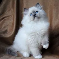 Gatos Ragdoll