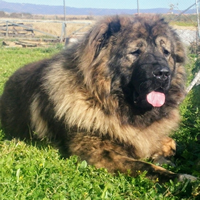 Perro pastor del Cáucaso