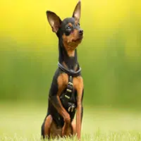 Perro Pinscher miniatura