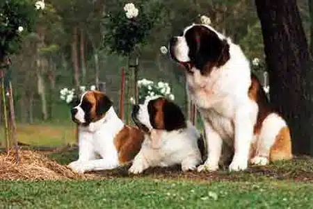 Características De Los Perros San Bernardo Como Mascota