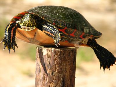 Cómo desparasitar una tortuga y evitarles enfermedades