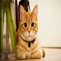 Características de los gatos domésticos