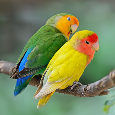Enfermedad del pico y plumas en las aves y sus causas