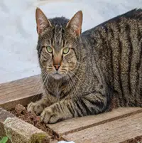 Enfermedades de los gatos domésticos