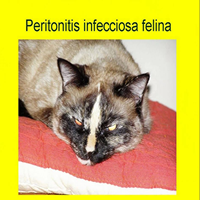 Peritonitis infecciosa felina tratamiento