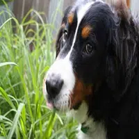 Por qué los perros comen hierba