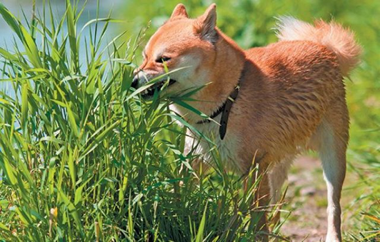 Por qué los perros comen hierba razones de esta conducta