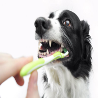 Cómo lavarle los dientes a un perro