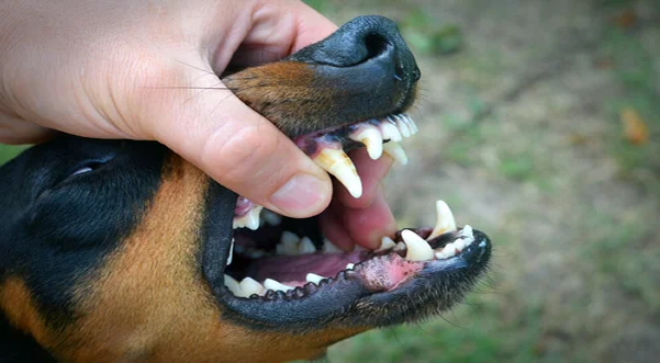 Infecciones dentales en Perros y su tratamiento