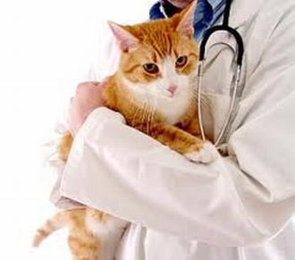 Panleucopenia felina y los síntomas 