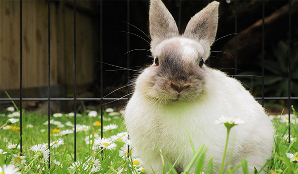 Parásitos externos de los conejos tratamiento