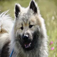 Raza de perro Eurasier