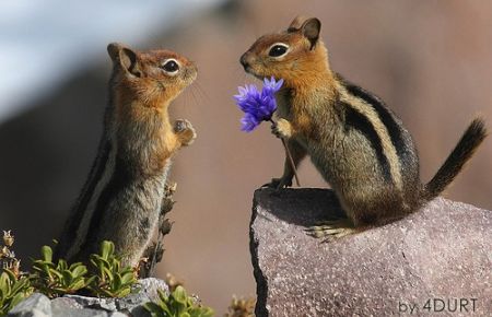 Como tener una ardilla como mascota