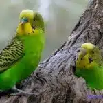 Cómo Se Puede Distinguir Los Pericos Australianos Hembras De Los Machos