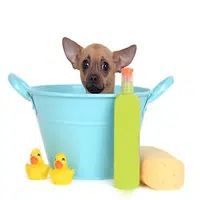 Cuidados del perro chihuahua