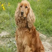 Cuidados del perro Cocker Spaniel