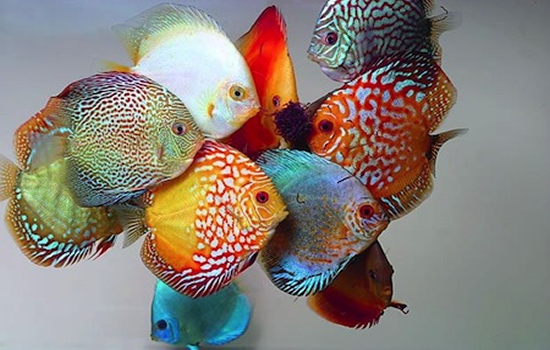Mejores especies de peces para tener en casa por su facilidad y colorido