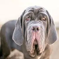 Perro de raza Mastiff