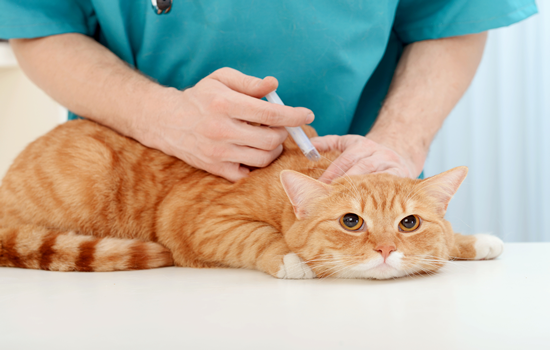 Plan de vacunación para Gatos para prevenir enfermedades