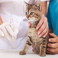 Plan de vacunación para Gatos