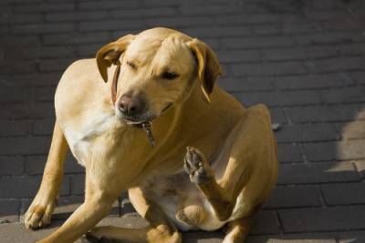 Tratamiento de la sarna en perros con remedios naturales