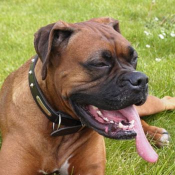 Exceso de saliva en los perros y sus causas