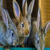 Acaros en oídos de los conejos