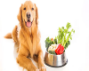 Dieta casera para perros con cancer